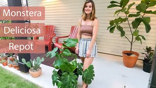 Repotting My RootBound Monstera Deliciosa [upl. by Analat330]