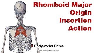 Rhomboid Major Anatomy Origin Insertion amp Action [upl. by Stoller]