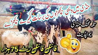 Today Talagang Mandi latest update  Dasi bachary rates update [upl. by Llerrit698]