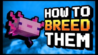 How to Breed Axolotls in Minecraft  Minecraft Server Hosting [upl. by Gnourt]