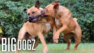 Barbarian Boerboels  200lb Dogs Are Always In Beast Mode  BIG DOGZ [upl. by Yenreit]