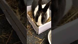 Hopsys new dig box bunny bunnycare bunnybaby bunnyfood [upl. by Hcirdeirf]