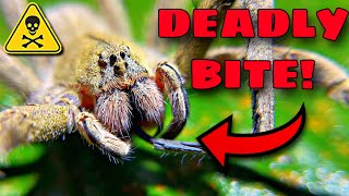 The TOP 3 DEADLIEST Spiders ON EARTH [upl. by Markus]