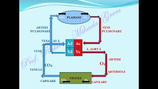 SISTEMUL CIRCULATOR INIMA  Lectii de biologie [upl. by Euqinaj718]