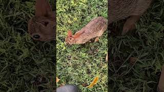 Eastern Cottontail Rabbit Comes To See Me Part 1 nature backyardgardening easterncottontail [upl. by Artemahs]