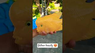 Fish name  🤔 parrotfish animalslover fish pets viralvideo shortsviral ytshorts [upl. by Bodnar]