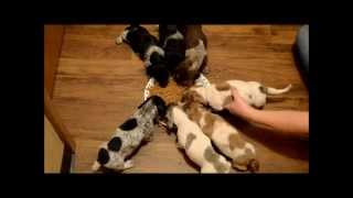 Dachshunds with different colors and patterns eating at 6 weeks [upl. by Cirone132]