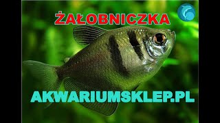 Żałobniczka rozmnażanie Rybki akwariowe [upl. by Asselam483]