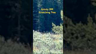 Grizzly 399 RIP Scratching tree grizzly grizzly399 wildlife nature [upl. by Jaycee]