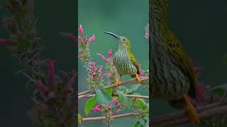 Streaked Spiderhunter [upl. by Barry]