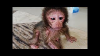 Amazingly newborn baby monkeys can immediately stand and walk [upl. by Miguela]