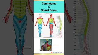 Dermatome and Spinal Nerve EP3 dermatome spinalnerve anatomy orthopedics เส้นประสาทไขสันหลัง [upl. by Deva525]