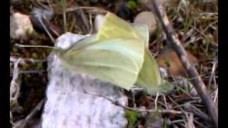 Kleine Kohlweißlinge Pieris rapae bei der Paarung [upl. by Rehpotsrihc]