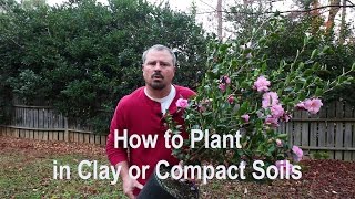 How to plant in clay poorly draining and compact soils Proper tools amendments and techniques [upl. by Natalie534]