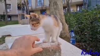 Abandoned kittens Found very hungry  Cat Rescue [upl. by Barthelemy274]