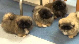 Pekingese puppies in Kennel Kaimon Gerheil [upl. by Pace]