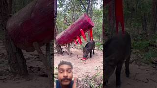 animals red trending nature animals forest motivation shorts shortvideo video reels vlog [upl. by Suiraj]