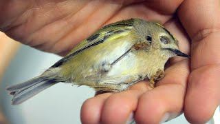 THE BIRD WAS DYING ON OUR BALCONY [upl. by Mastat]