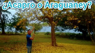 Diferencia entre el Árbol Acapro y Araguaney 2022 [upl. by Whetstone]