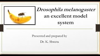 what is Drosophila melanogasterfruit flyBiology [upl. by Sidonnie]