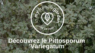 Pittosporum Variegatum [upl. by Eppie]