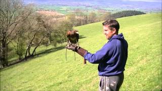 Afternoon Flight of a Harris Hawk [upl. by Arretal]