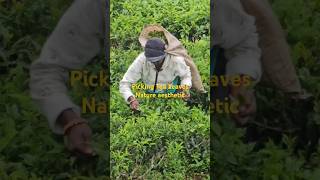 Picking tea leaves ☕🫖☕ Nature aesthetic🌳 [upl. by Virgel]