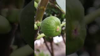 Common fig buah tin fruit plants [upl. by Saisoj]