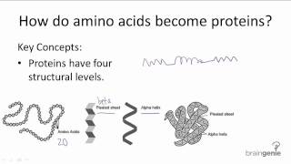 Titration Curves of Aminoacids  Amrita University [upl. by Nicram596]