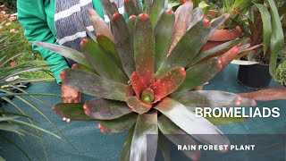 Bromeliads  Bromeliaceae Understanding Bromeliads Easy Tips and Caring for your Bromeliad Plant [upl. by Sheela119]