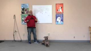 How to Use an Electric Collar to Solve Dog Aggression and Anxiety 8018952731 Utah Dog Training [upl. by Irahs]