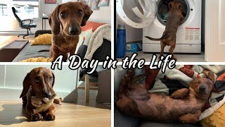 A day in the life of a mini dachshund puppy [upl. by Marcelo]