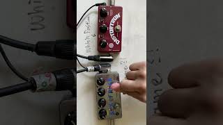 quotBoth Plexi Rocksquot Zvex BOR vs Distortron pedal comparison demo w Telecaster plexi drive shorts [upl. by Brewster]