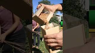 How to Grow Thresh and Mill Your Own Wheat for Bread [upl. by Annid]