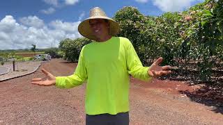 Clark Little discusses Little Plumeria Farms on Oahu Hawaii [upl. by Ahseenal]