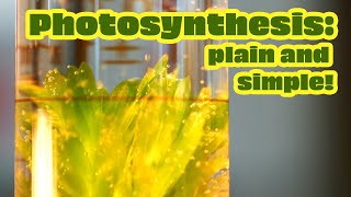 What is Photosynthesis Why is photosynthesis Important [upl. by Irami729]