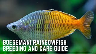 How to Successfully Keep and Breed Boesemani Rainbowfish  Melanotaenia Boesemani Care Guide [upl. by Immac]