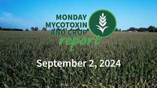 Monday Mycotoxin and Crop Report for September 2 2024 [upl. by Nnairb]