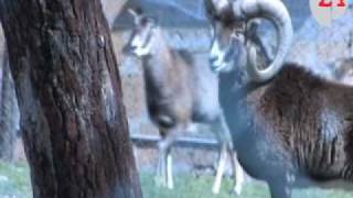 Monte Peglia falchi e altri rapaci ritornano in libertà al centro della Forestale [upl. by Litsyrk508]