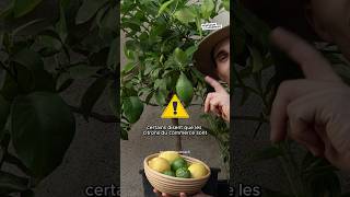 Des citrons gratuits 🍋 citron fruit fruits jardin cuisine permaculture nature [upl. by Eilis]