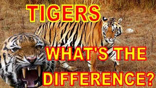 Tigers Whats the difference [upl. by Assirim649]