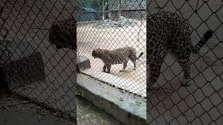 Gwalior  Zooshortvideos [upl. by Reviel112]