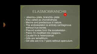 A general account of the Elasmobranchii Holocephali msc zoology 3rd semester  classification [upl. by Enrico635]