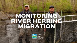 Monitoring River Herring Migration in the Long Island Sound Region [upl. by Duffy990]