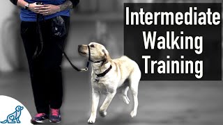 A SIMPLE Trick That Dog Trainers Know For Walking On Leash Training [upl. by Eerehs]