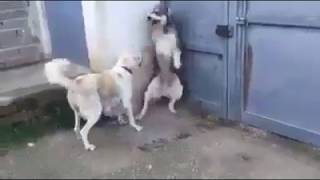 Mom Dog scolding Dad for threatening children unnecessarily [upl. by Holder]