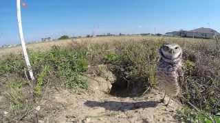 A Few Minutes with the Burrowing Owls [upl. by Luamaj]