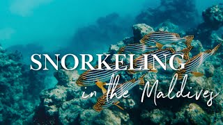 SNORKELING IN THE MALDIVES 🐠  TOP 2 HOTELS for the best House Reef Snorkeling in the Maldives 4K [upl. by Ydnew313]