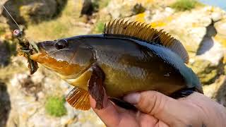 Wrasse fishing Brixham [upl. by Laureen]