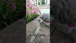 暑さに強いアンゲロニアの花 [upl. by Huckaby384]